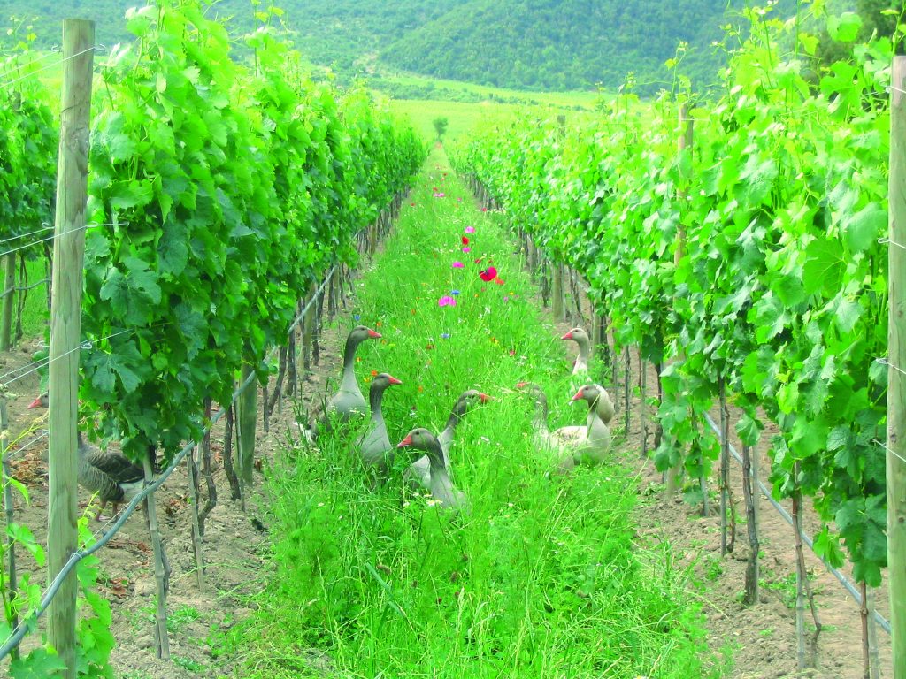 Geese In An Organic & Biodynamic Vineyard Of Emiliana in Chile