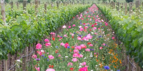 Medley Of Wildflowers In An Organic Vineyard Of Emiliana In Chile