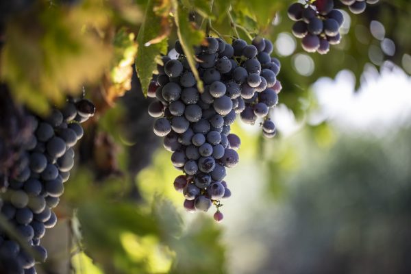 Pasqua Wines Italian Vineyard Showing Grape Bunches
