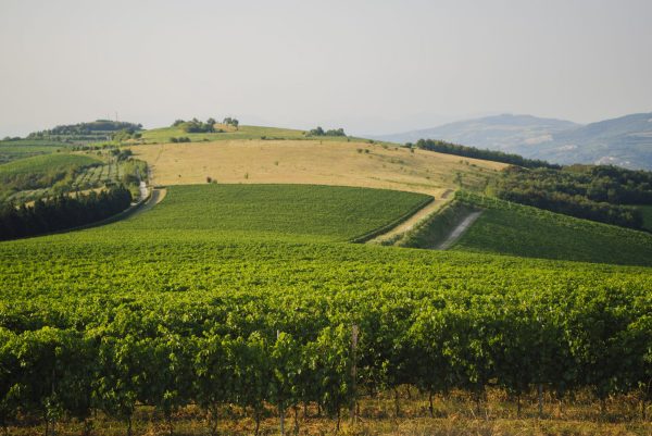 Pasqua Wines Verona Vineyards of Red Grapes On Slope