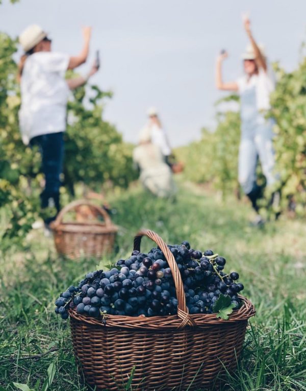 Pasqua Wines Black Grapes In Basket In Italian Vineyard Harvested By Women