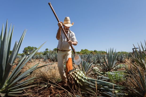 ALL THINGS DRINKS - Tequila Ocho Agave Piña