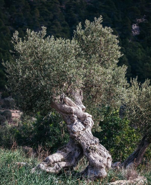 ALL THINGS DRINKS - VERY OLD OLIVE TREE ON MALLORCA