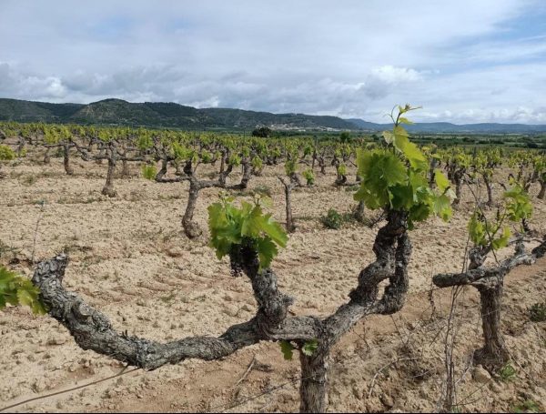 ALL THINGS DRINKS - Pirineos Vineyards In Somontano Spain