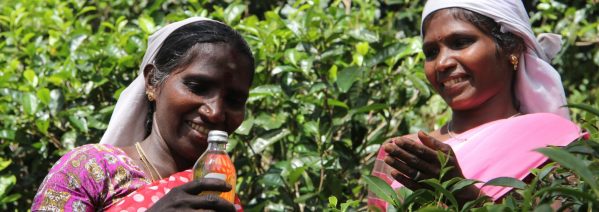 ALL THINGS DRINKS - ChariTea Green Tea Farmers from Sri Lanka