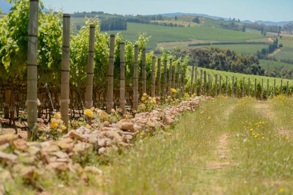 ALL THINGS DRINKS - Radford Dale Thirst Cinsault Vineyards in South Africa