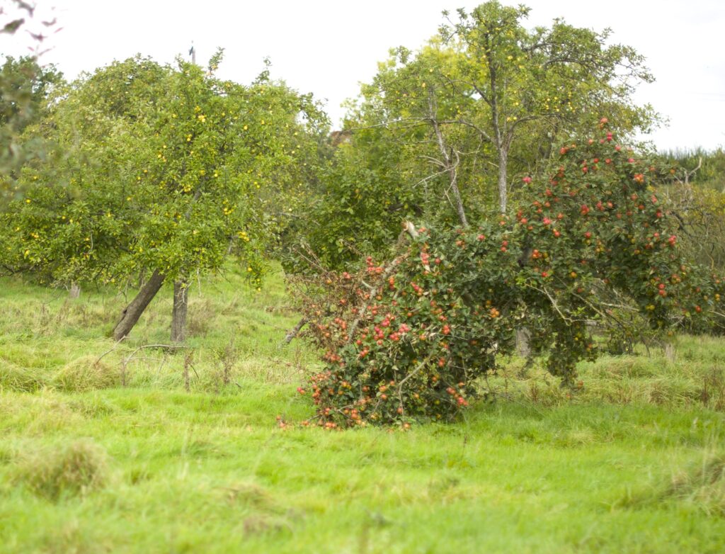 ALL THINGS DRINKS - Find & Foster - Ancient Apple Orchards