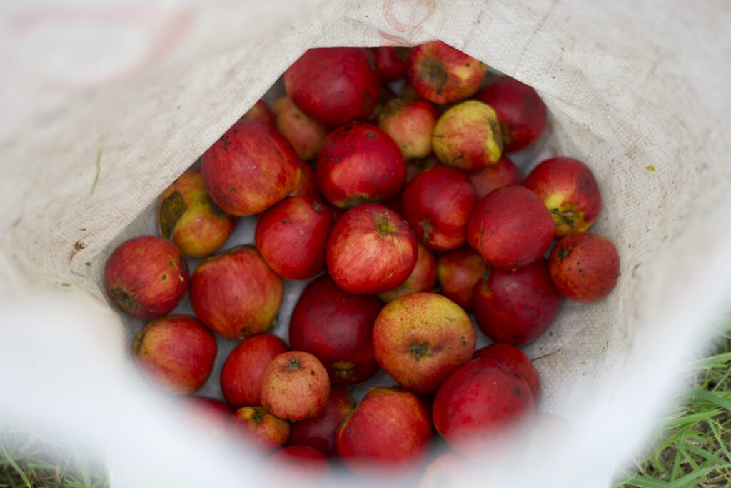 ALL THINGS DRINKS - Find & Foster Cider Apples