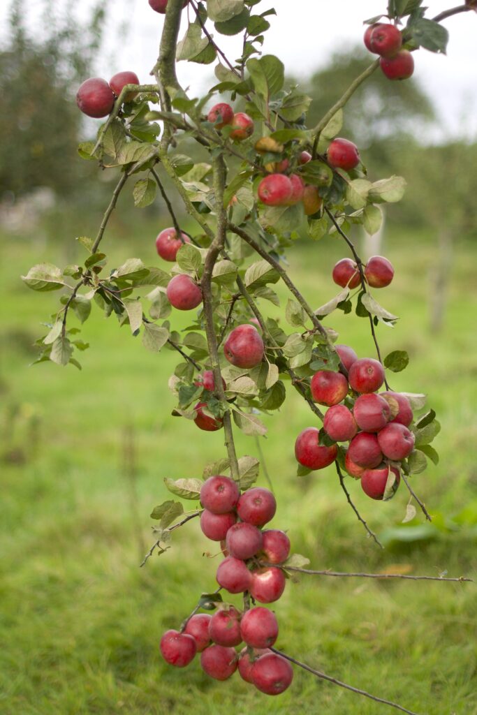 ALL THINGS DRINKS - Find & Foster Devon Cider Apples